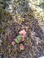 Sedum atratum