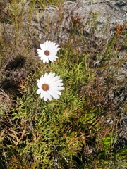Dimorphotheca