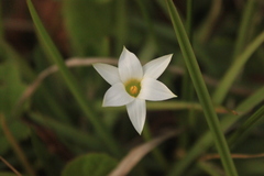 Romulea flava viridiflora