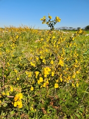 Hermannia