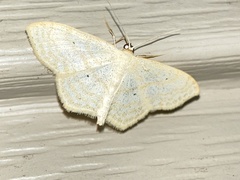 Scopula