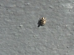 Salticus scenicus