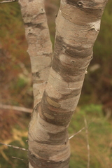 Leucadendron eucalyptifolium