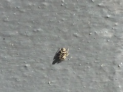 Salticus scenicus