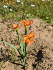 Moraea miniata