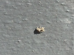 Salticus scenicus