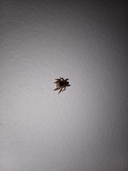Maratus griseus