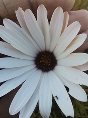 Dimorphotheca