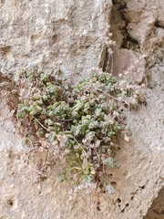 Sedum dasyphyllum