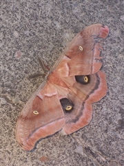 Antheraea polyphemus