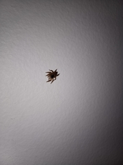 Maratus griseus