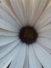 Dimorphotheca