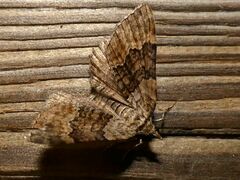 Xanthorhoe quadrifasiata
