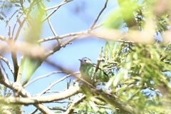 Dacnis cayana