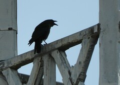 Corvus corone