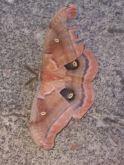 Antheraea polyphemus