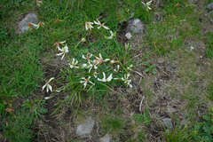 Trifolium polyphyllum