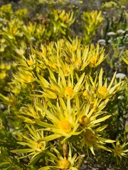 Leucadendron xanthoconus