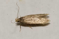 Gelechiidae