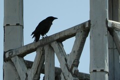 Corvus corone