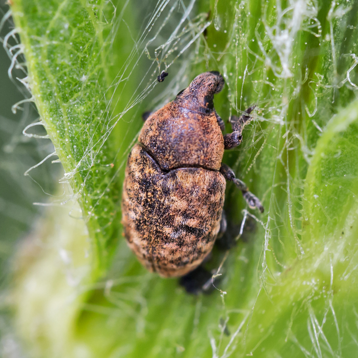 Blunt Knapweed Flower Weevil