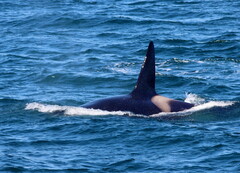 Orcinus orca