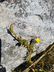 Gnidia juniperifolia
