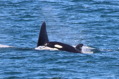Orcinus orca