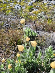 Syncarpha speciosissima