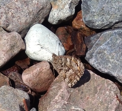 Hipparchia aristaeus