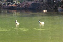 Amazonetta brasiliensis