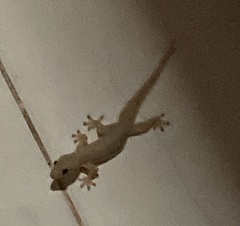 Hemidactylus platyurus