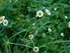 Erigeron strigosus