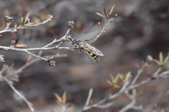 Radumeris tasmaniensis