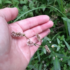Persicaria