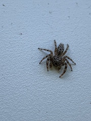 Platycryptus undatus