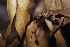 Brookesia superciliaris