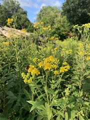 Verbesina alternifolia