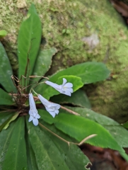 Gesneriaceae