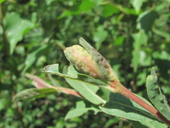 Rabdophaga terminalis