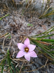 Romulea rosea