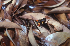 Mantella baroni