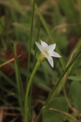 Romulea flava viridiflora