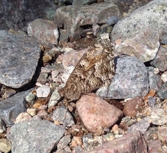 Hipparchia aristaeus