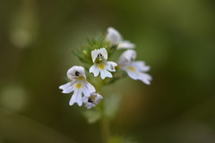 Euphrasia