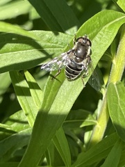 Eristalis dimidiata