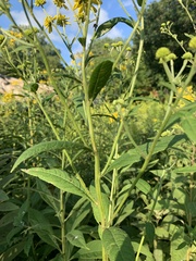 Verbesina alternifolia
