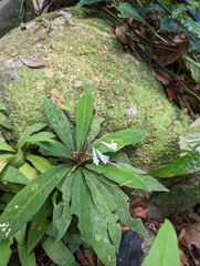 Gesneriaceae