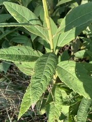 Verbesina alternifolia