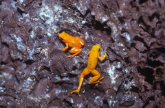 Mantella aurantiaca
